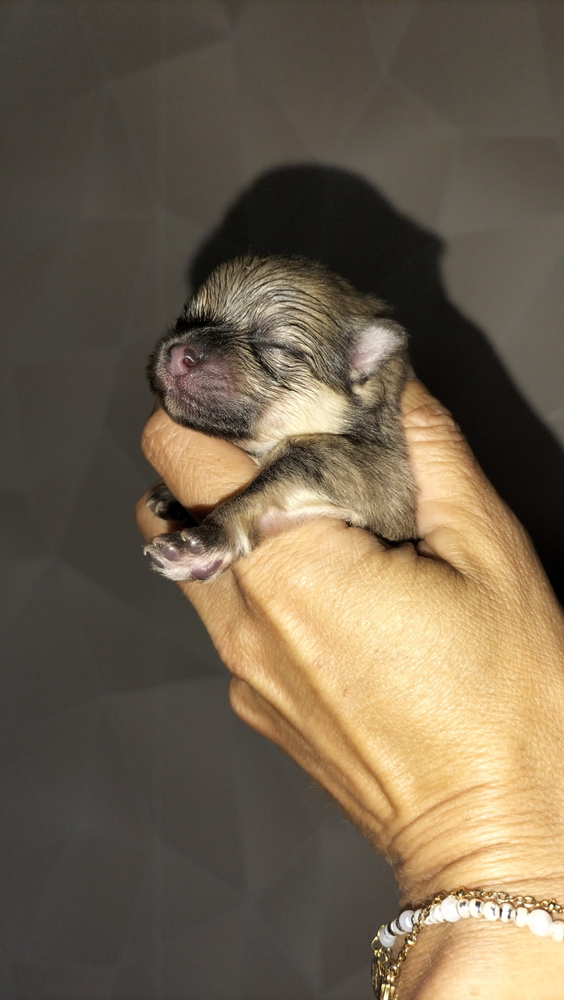 Du Jardin De Louval - Chiots disponibles - Spitz allemand