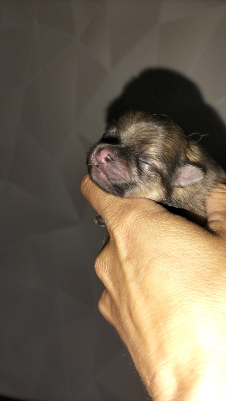 Du Jardin De Louval - Chiots disponibles - Spitz allemand
