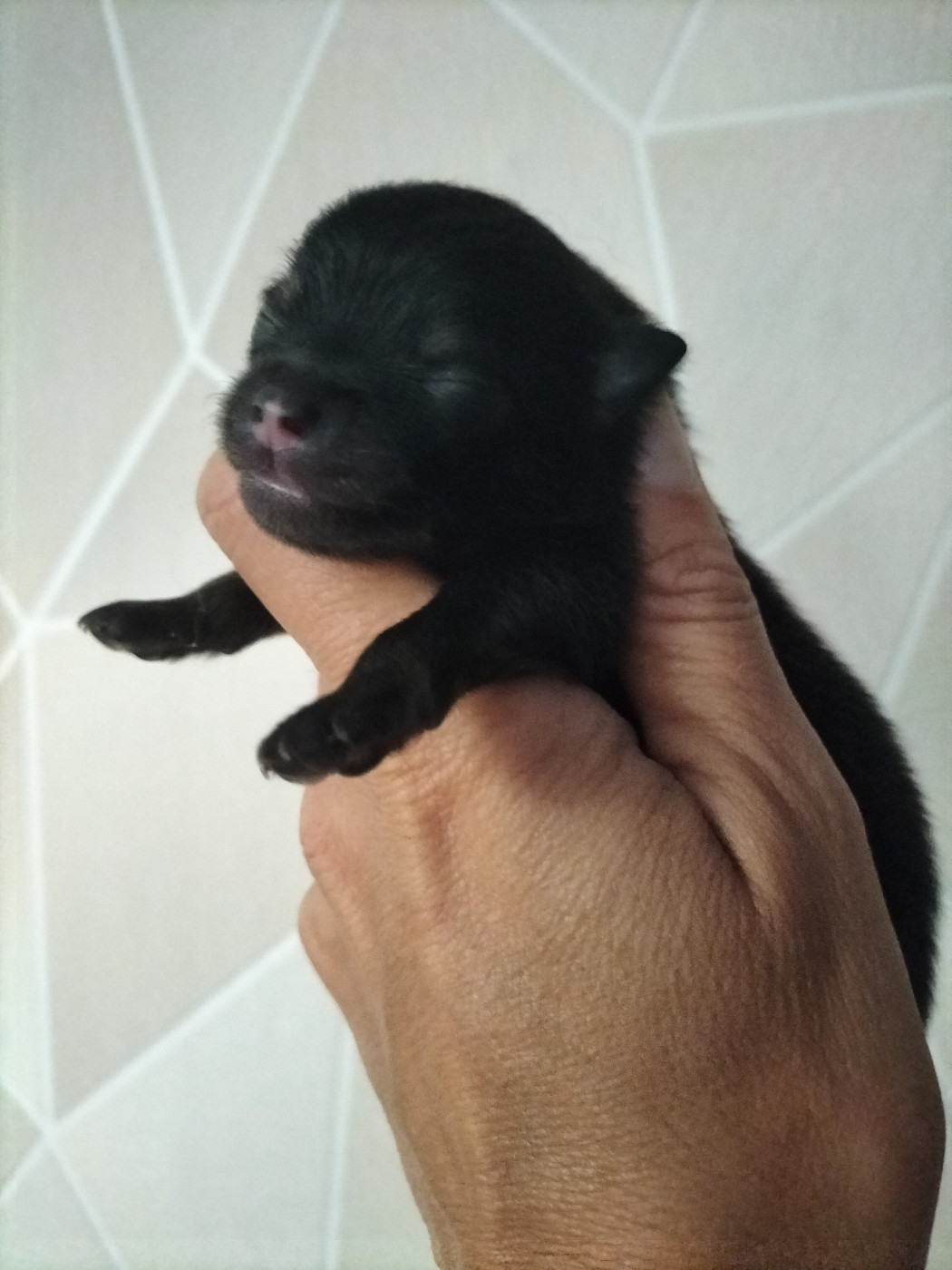 Du Jardin De Louval - Chiots disponibles - Spitz allemand