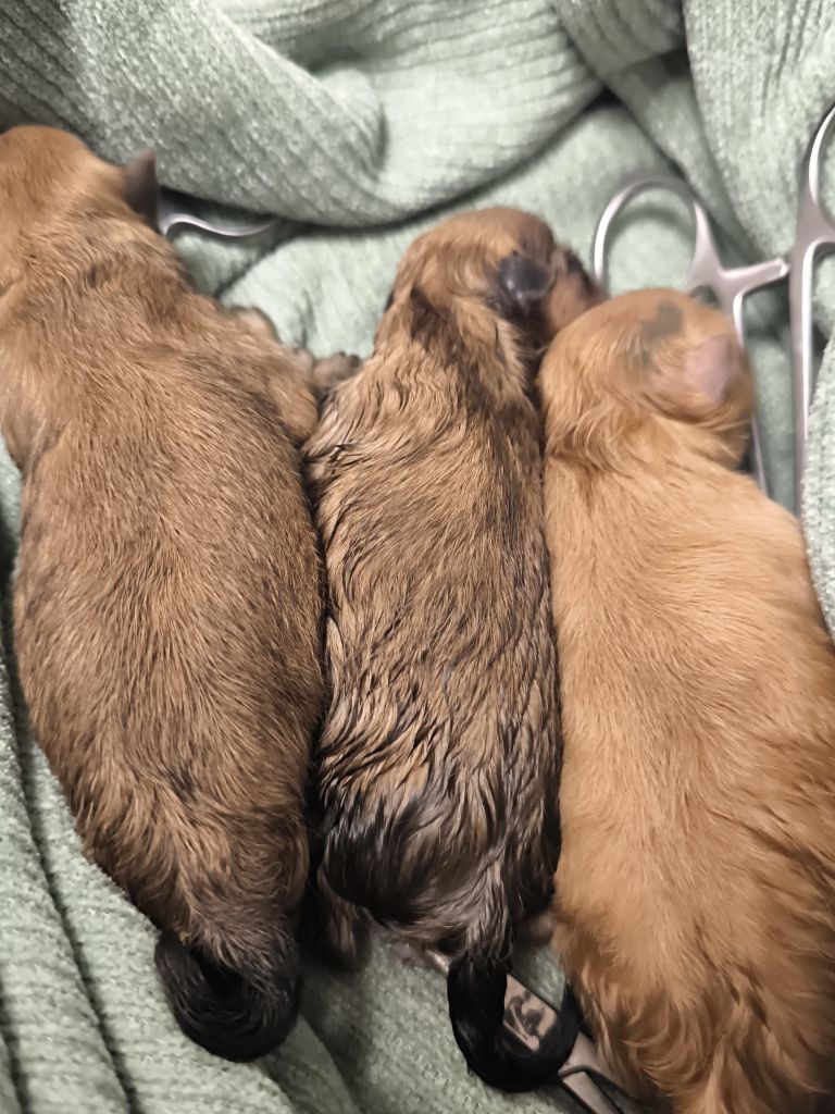 Chiot Spitz allemand Du Jardin De Louval