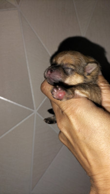 Chiot N°1