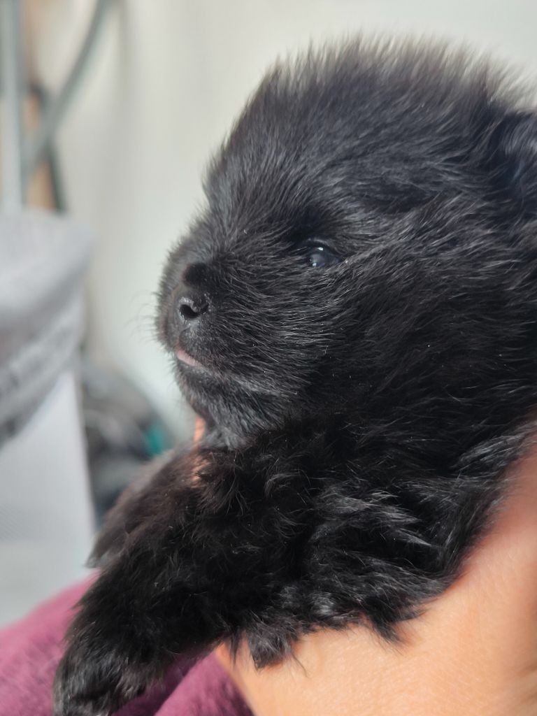 Du Jardin De Louval - Chiots disponibles - Spitz allemand