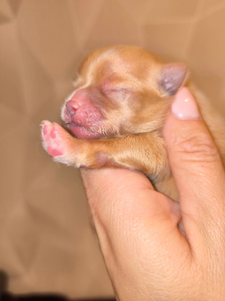 Du Jardin De Louval - Chiots disponibles - Spitz allemand