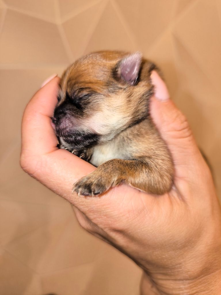 Du Jardin De Louval - Chiots disponibles - Spitz allemand